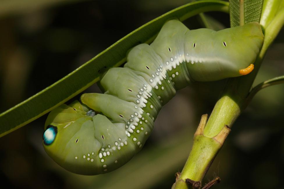 Daphnis nerii